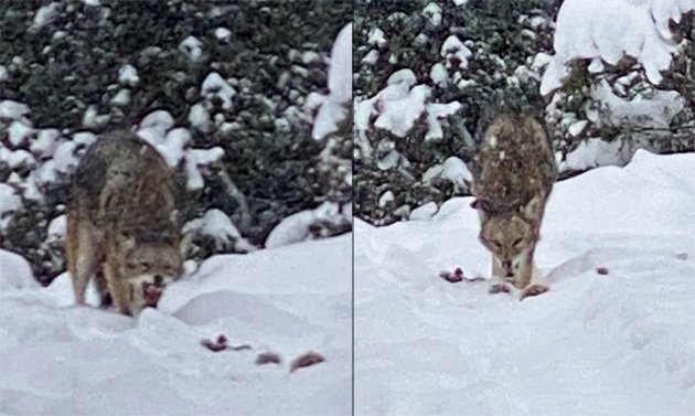 Advancing coyote in the Arboretum