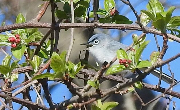 Blue-gray gnatcatcher