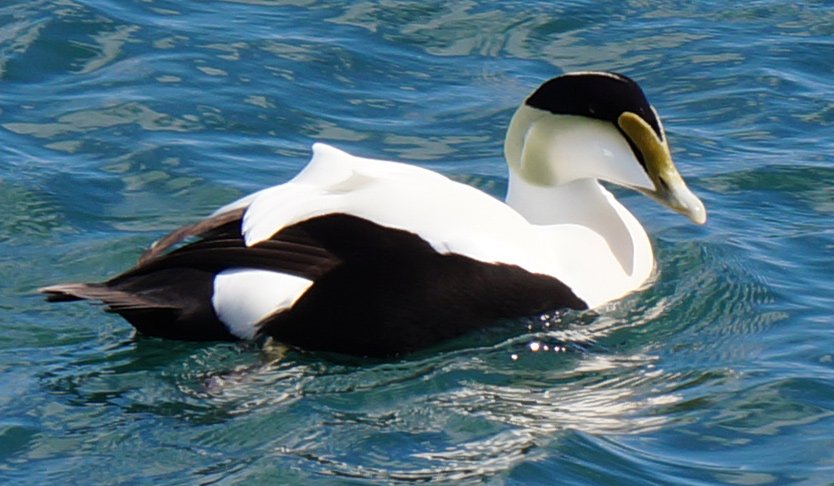 Common eider duck at Castle Island