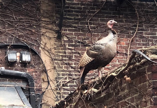 Turkey on Beacon Hill