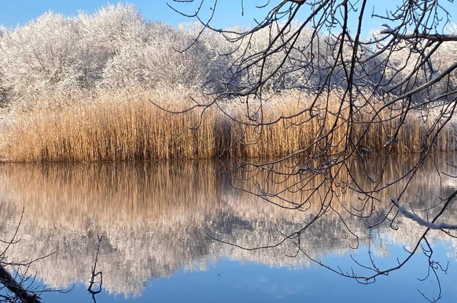 Snow covered reeds along the Charles River