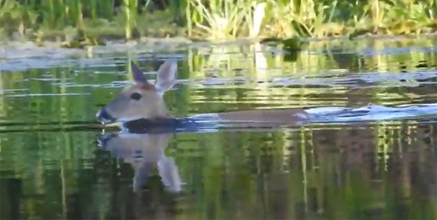 Deer in the Charles River