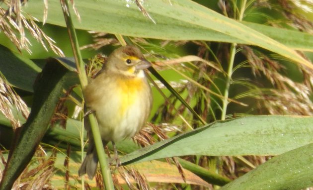 Dickcissel in West Roxbury