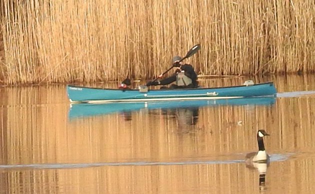 Man and dog in canoe pass goose in the Charles River in Dedham