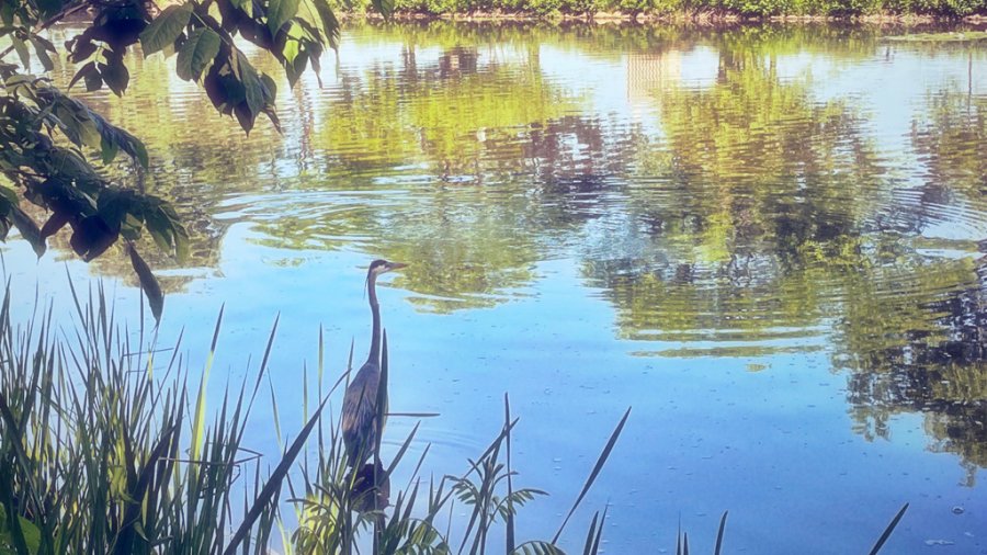 Heron at the Esplanade