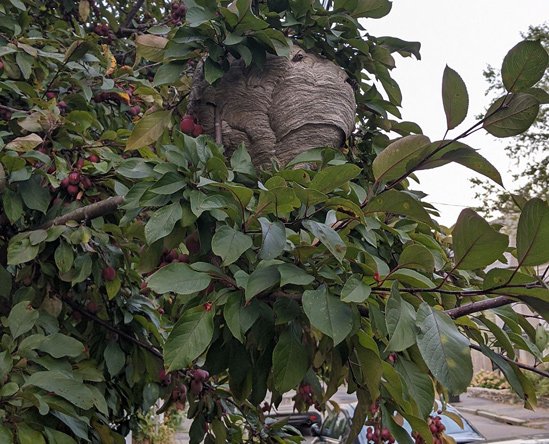 Large wasp's nest