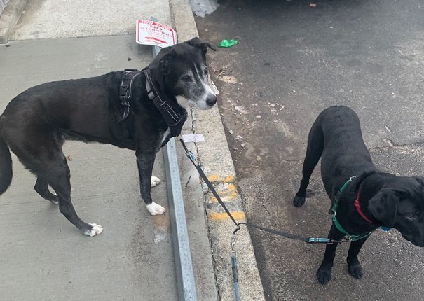 Sign and dogs