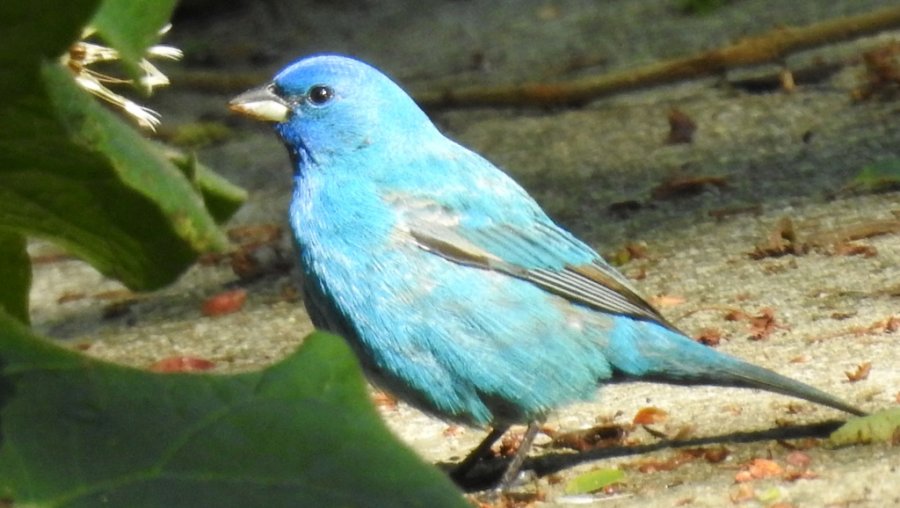 Indigo bunting on Missino Hill