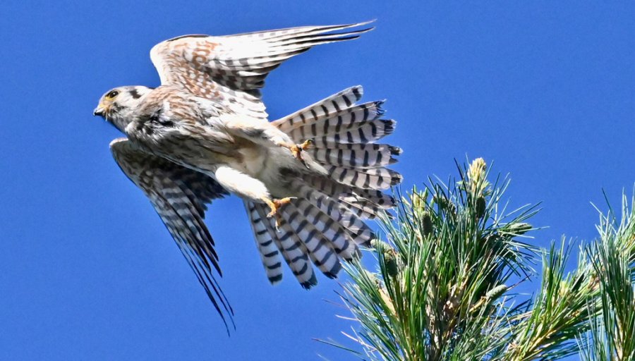 Kestrel takes flight in South Boston