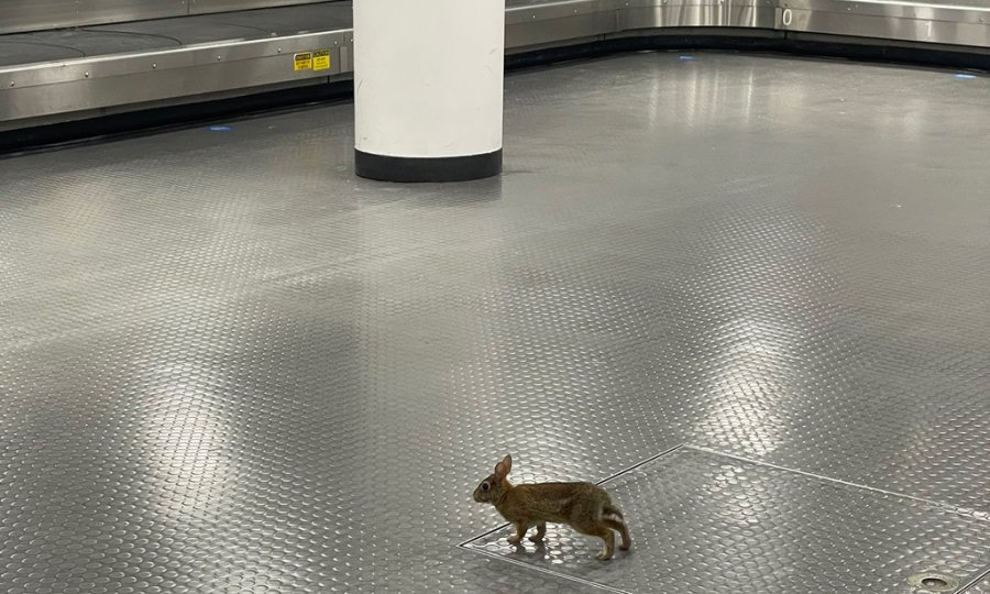 Rabbit at Logan Airport