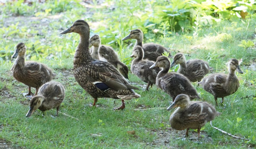 Duck and ducklings at Jamaica Pond