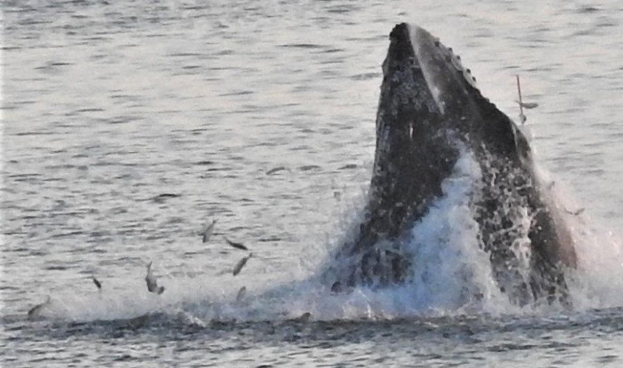 Whale off Manomet