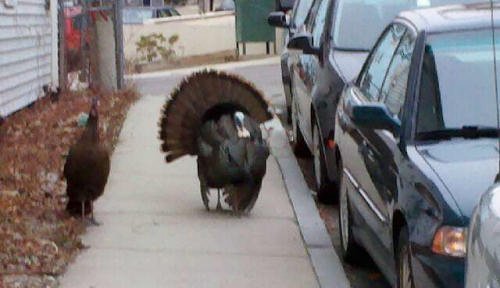 Turkeys on Mission Hill