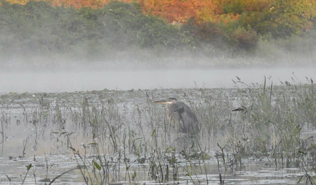 Great blue heron in the mist