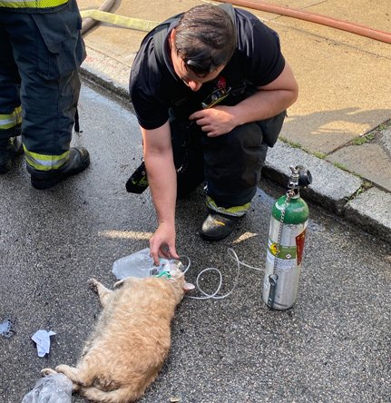 Cat getting oxygen is saved