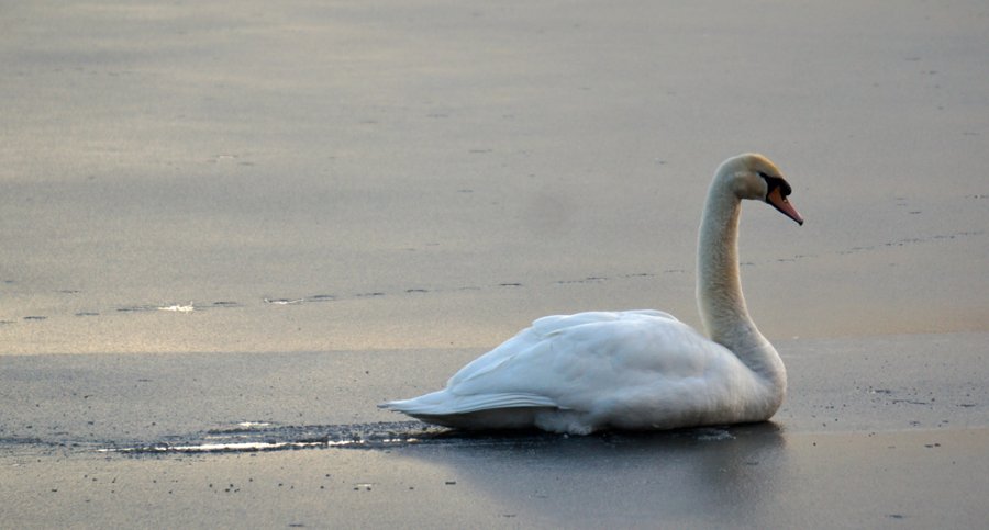 Swan on Jamaica Pond