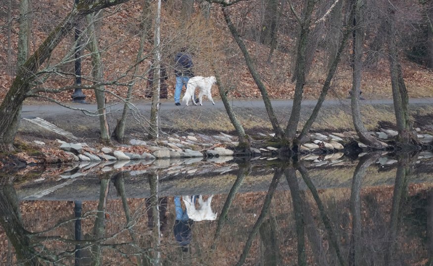 Dog walking reflections on Jamaica Plain