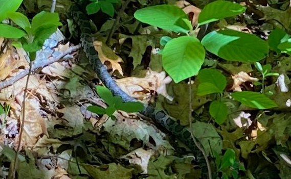 Timber rattlesnake or eastern milk snake?