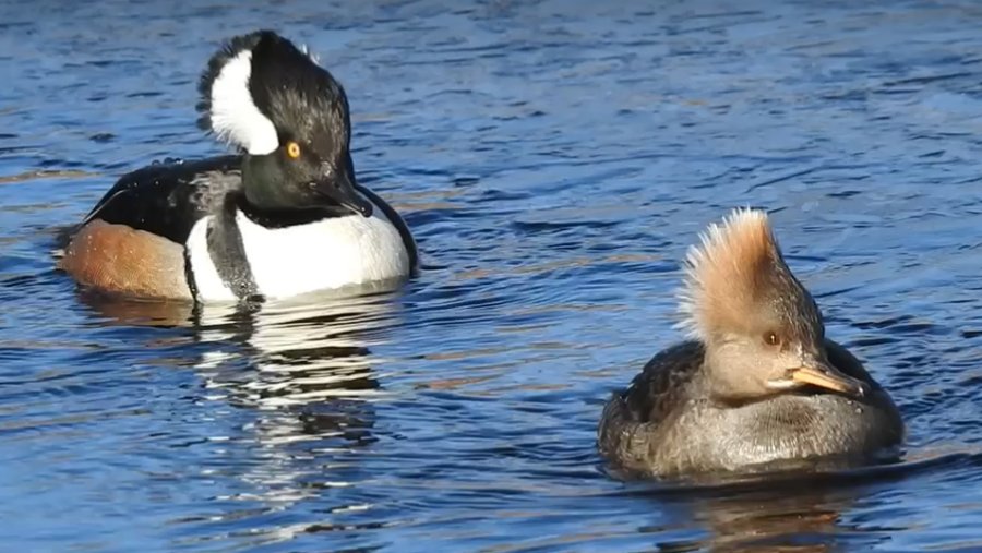 Pair of hooded mergansers in Sawmill Brook in West Roxbury