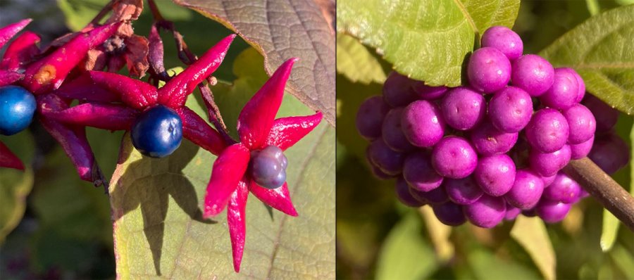 Fall berries at the Arnold Arboretum