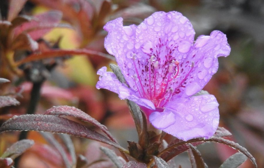 Fall azalea