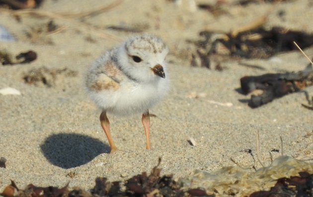 Baby plover