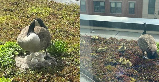 Geese eggs turned into goslings