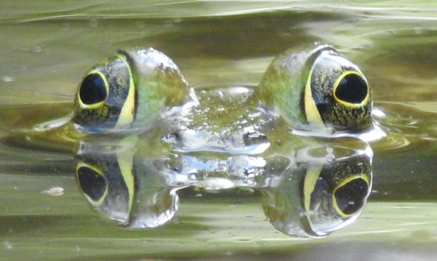 American bullfrog at Millennium Park