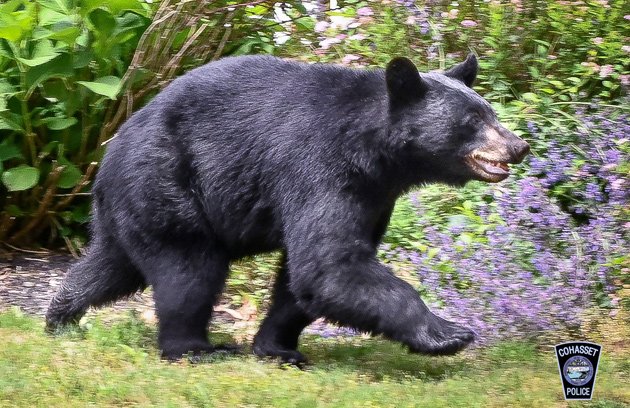 Bear rambling through Cohasset