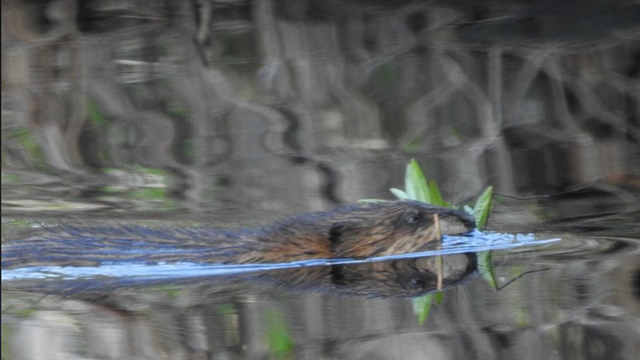 A beaver in water with some fresh greens