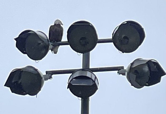 Eagle on a light pole in Somerville