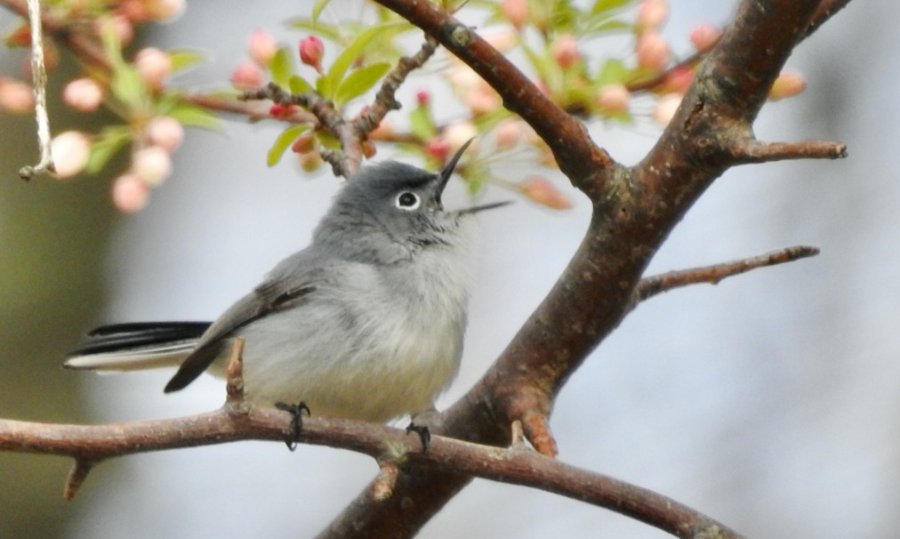 Blue gray gnatcatcher