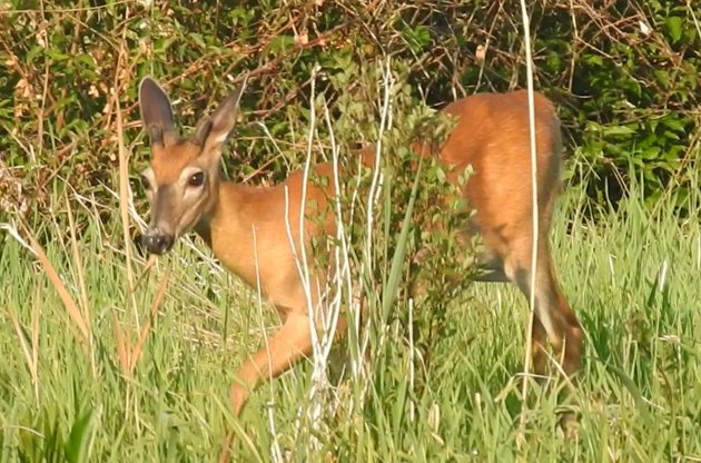 Deer along the Charles River