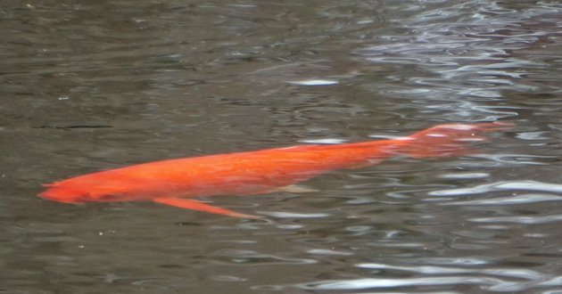 Koi in Jamaica Pond