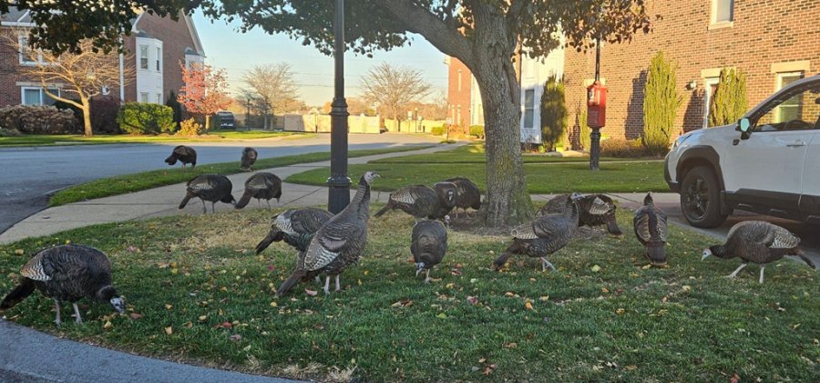 A lot of turkeys in Quincy