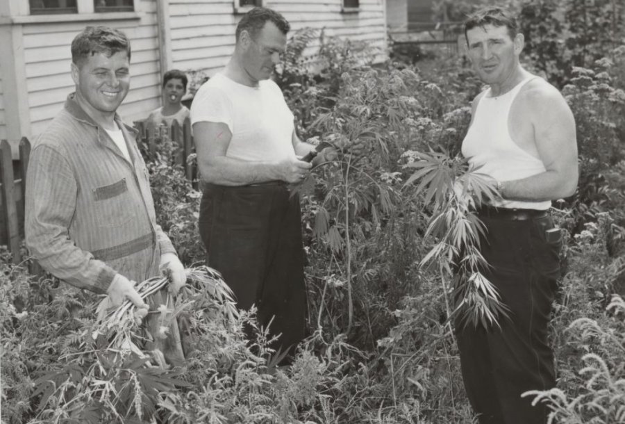 Boston cops doing annual marijuana harvest on Willow Court in Dorchester