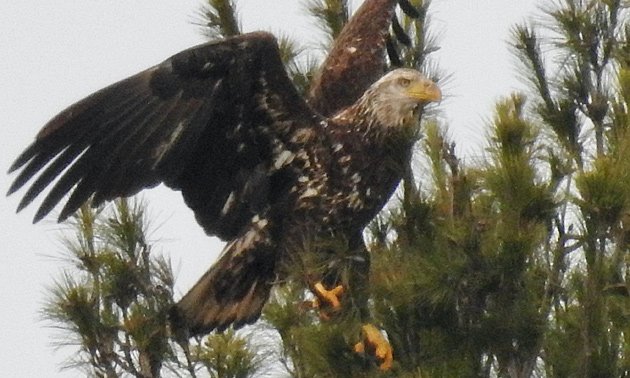 Maturing eagle