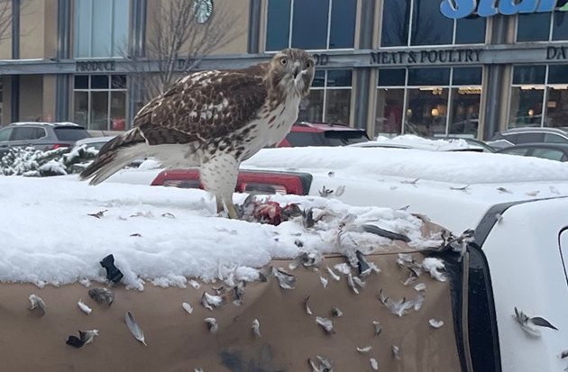 Hawk eating a pigeon