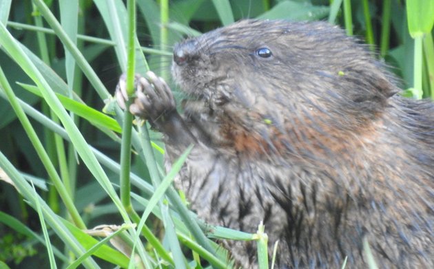 Muskrat grabbing some lunch along the Charles River