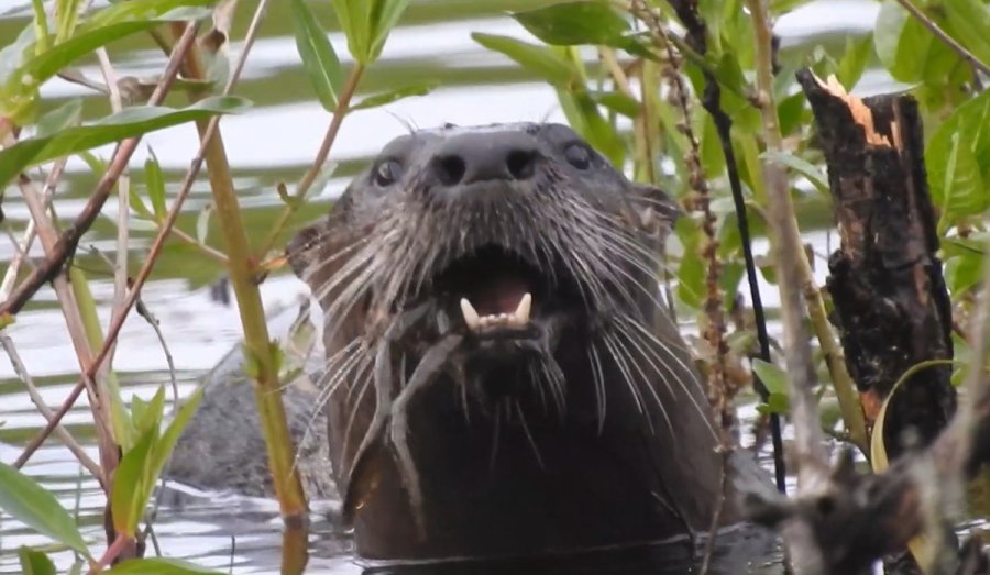 Otter in the West Roxbury High School marsh