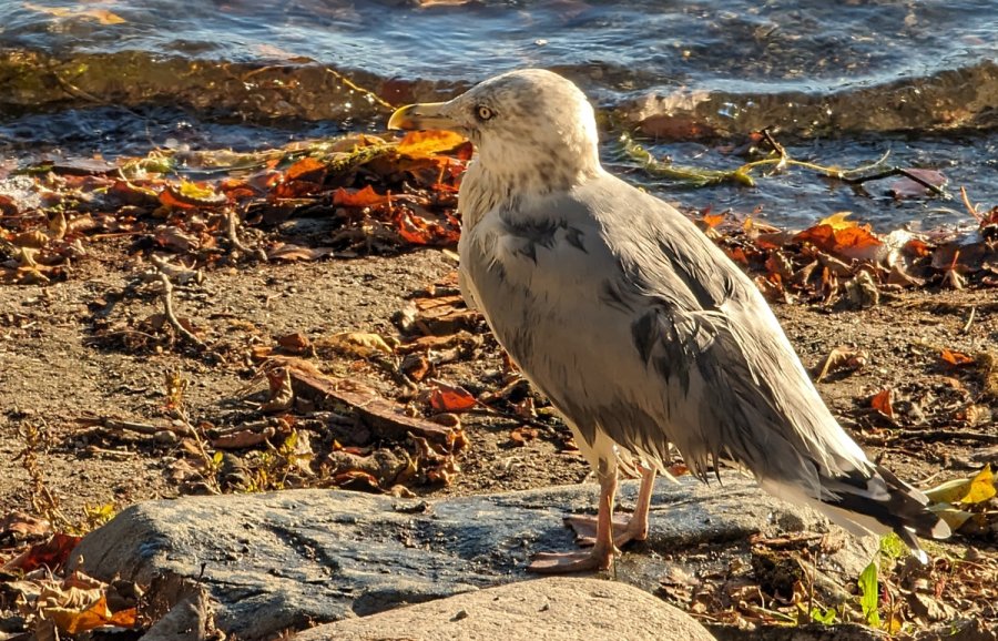 Seagull at Jamaica Pond