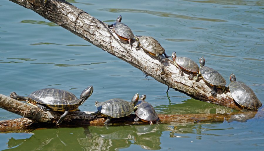 Turtles