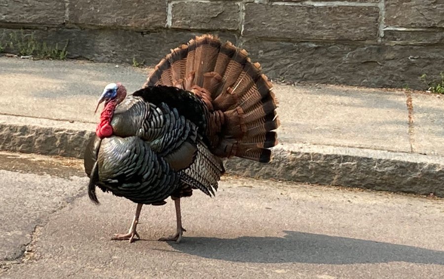 Brookline turkey