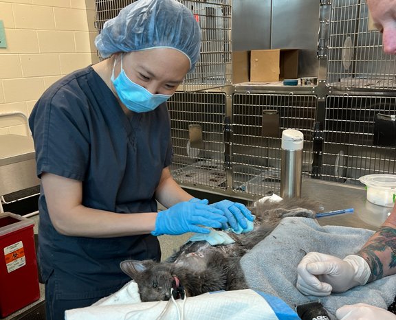 Burned cat getting treated at Angell