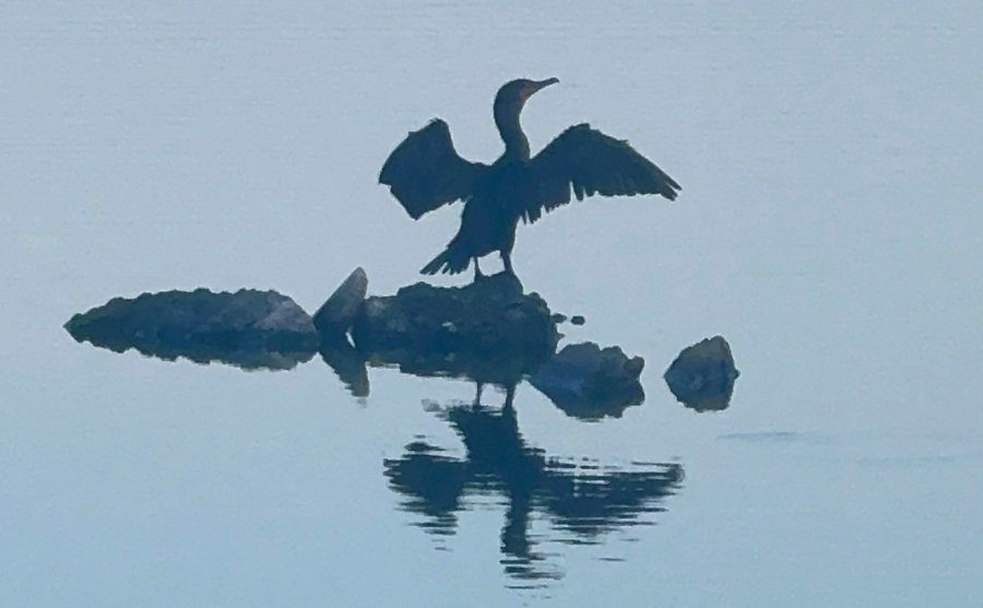 Sunning, wing-spreading cormorant