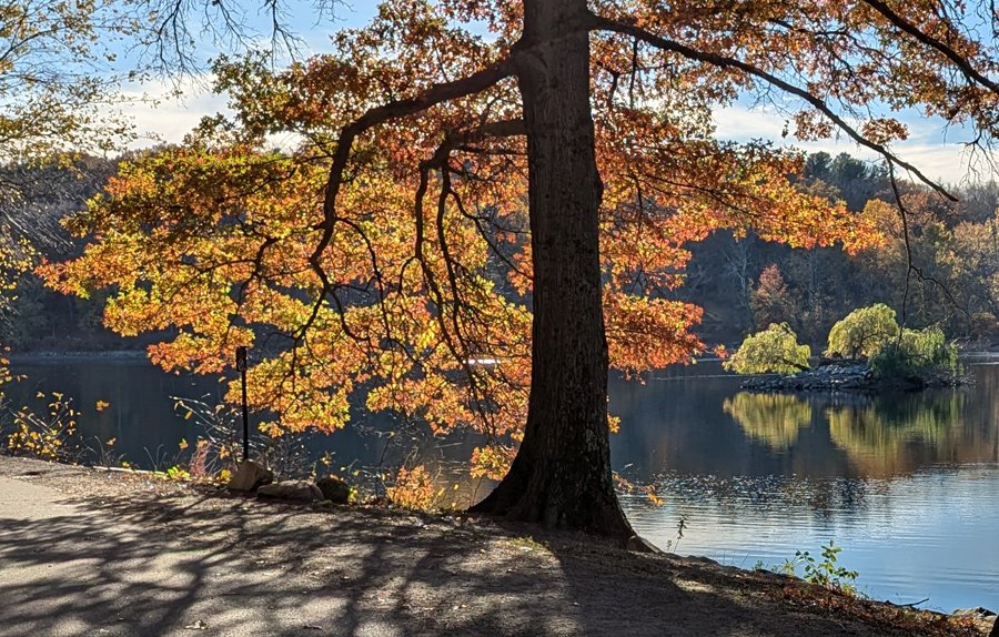 Tree on the banks of Jamaica Pond