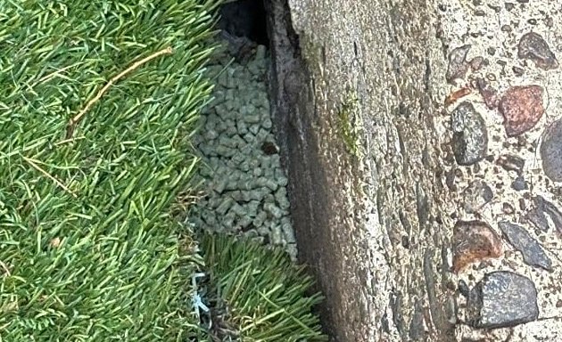 Rat pellets in rat hole