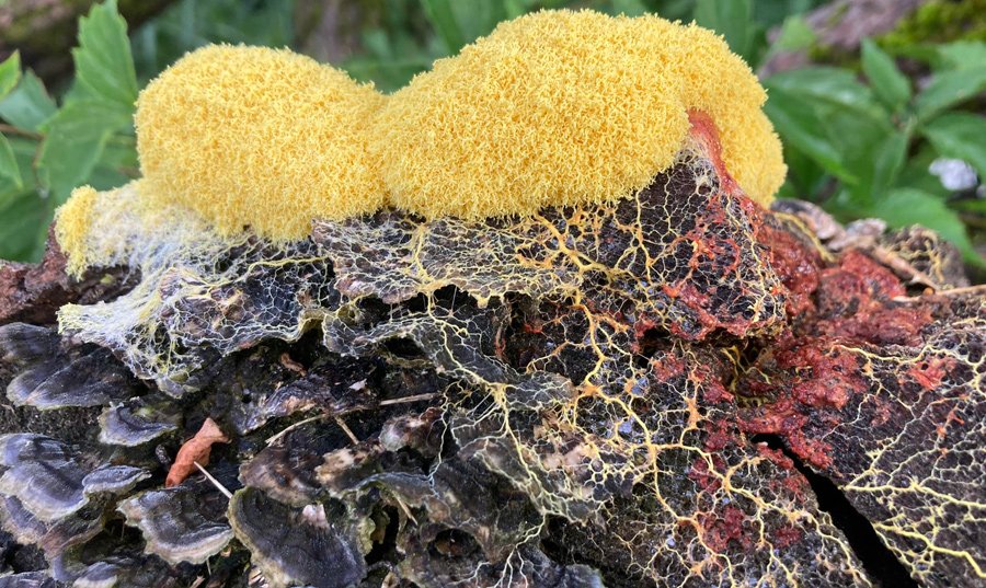 Slime mold in Millennium Park