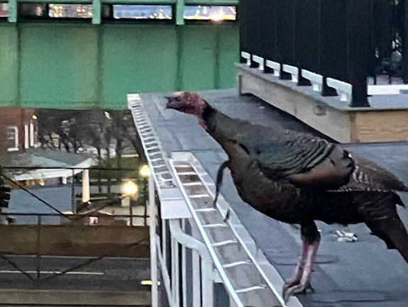 Turkey near an approach to the Tobin Bridge