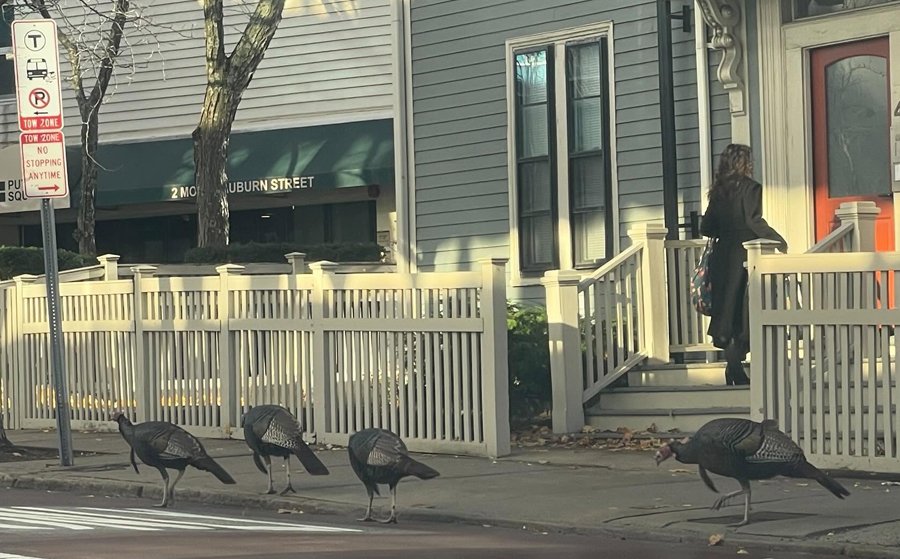 Turkeys at a Cambridge bus stop